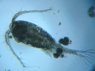 fig.01 �P���~�W���R�i���X�j