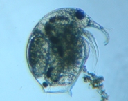 fig.02 �]�E�~�W���R�i���X�j