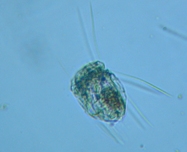 fig.03 �n�l�E�f�����V