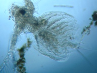 fig.04 �I�i�K�~�W���R�i���X�j