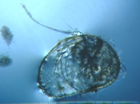 fig.05 �J�C�~�W���R