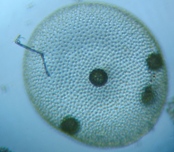 fig.06 �I�I�q�Q�}������