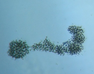 fig.07 �~�N���L�B�X�e�B�X