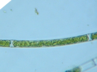 fig.08 �A�I�~�h����