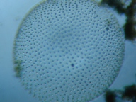 fig.05 �I�I�q�Q�}������