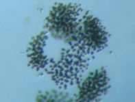 fig.07 �~�N���L�B�X�e�B�X