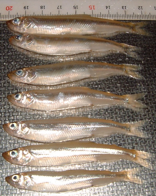 fig.01 ���v���̃��J�T�M�i�S���V�O�`�W�T�����j