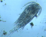 fig.01 �P���~�W���R