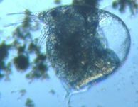 fig.02 �]�E�~�W���R