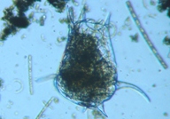 fig.04 �c�{�����V��