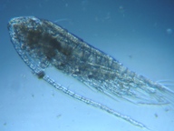 fig.05 �q�Q�i�K�P���~�W���R