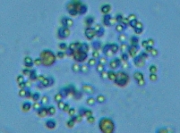 fig.07 �~�N���L�X�e�B�X�i�����j