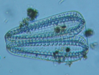 fig.08 �R�o���P�C�\�E���i�]���j