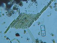 fig.09 �N�T���P�C�\�E�i�]���j