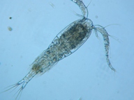 fig.01 �P���~�W���R