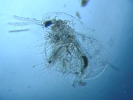 fig.02 �~�W���R