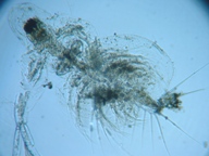 fig.03 �I�i�K�~�W���R