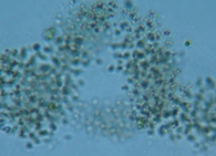 fig.05 �~�N���L�X�e�B�X�i�����j