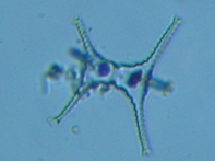 fig.08 �c�d�~���ȁi�Α��j