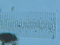 fig.07 �I�r�P�C�\�E���i�]���j