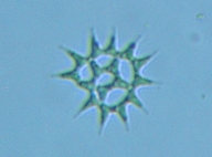 fig.09 �N���V���E�����i�Α��j