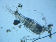 fig.01 �P���~�W���R