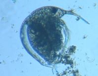 fig.02 �]�E�~�W���R