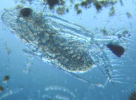 fig.03 �I�i�K�~�W���R