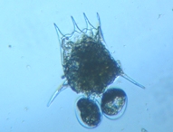 fig.04 �c�{�����V��