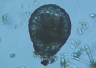 fig.07 �i�x�J�����ȁi���������j