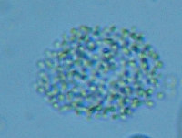 fig.09 �~�N���L�X�e�B�X�i�����j