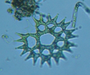 fig.11 �N���V���E�����i�Α��j