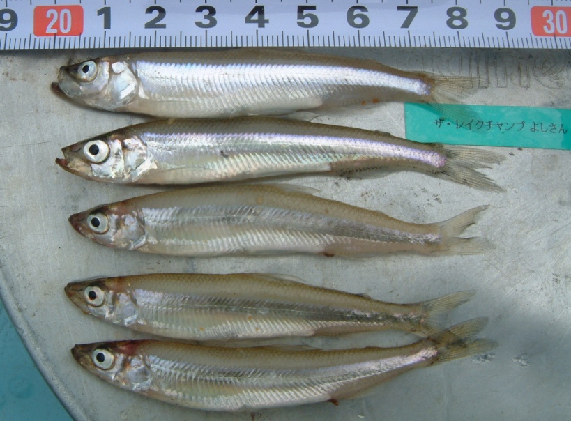 fig.01 �T�R�΂̃��J�T�M�i�S���W�O�`�W�T�����j
F.�R�e�[�W�΂����ƎV���ő���E�B�e