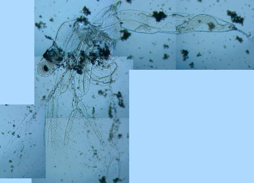 fig.01 �m���i���X�jLeptodora kindtii