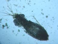 fig.01 �P���~�W���R�i���X�j