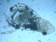 fig.02 �I�i�K�~�W���R