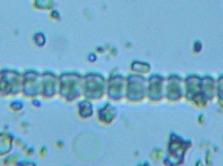 fig.06 �A�i�x�i��