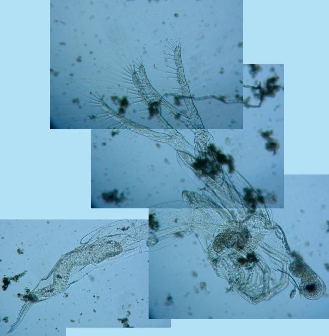 fig.01 �m���i���X�jLeptodora kindtii