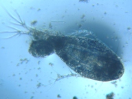 fig.01 �P���~�W���R�i���X�j