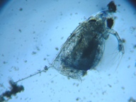 fig.02 �n���i�K�~�W���R�i���X�j