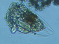 fig.03 �n�l�E�f�����V