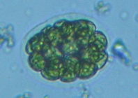 fig.04 �q�Q�}������