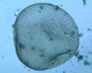 fig.05 �I�I�q�Q�}������