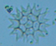 fig.06 �N���V���E����