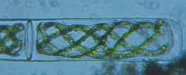 fig.08 �A�I�~�h����