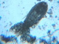 fig.01 �P���~�W���R�i���X�j