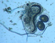 fig.02 �]�E�~�W���R