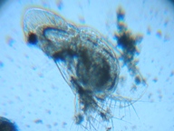 fig.03 �I�i�K�~�W���R