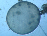 fig.05 �I�I�q�Q�}������