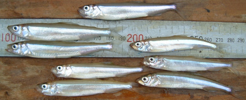 fig.01 �T�R�΂̃��J�T�M�i�S���W�T�`�X�T�����j
F.�R�e�[�W�΂����ƎV���ő���E�B�e